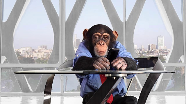 猴子智能手机洛杉矶办公室视频素材