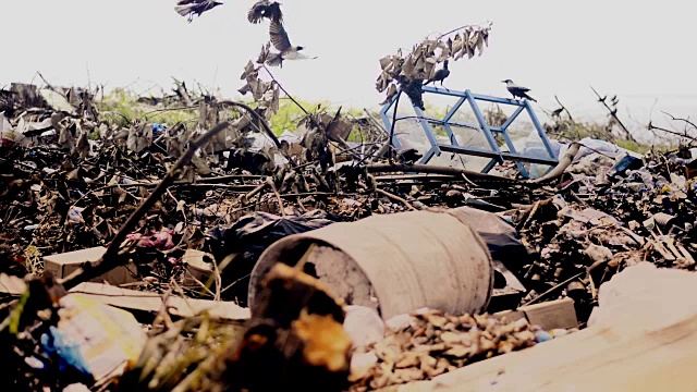 垃圾堆上的乌鸦视频素材