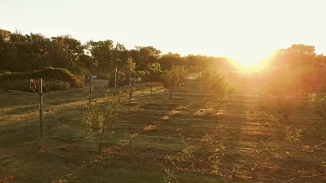 鸟瞰图的苹果园，菜园和反射湖在日落视频下载