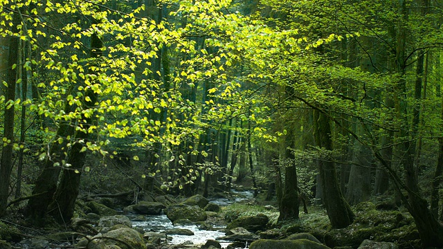 小溪流经阳光森林(4K/超高清到高清)视频下载
