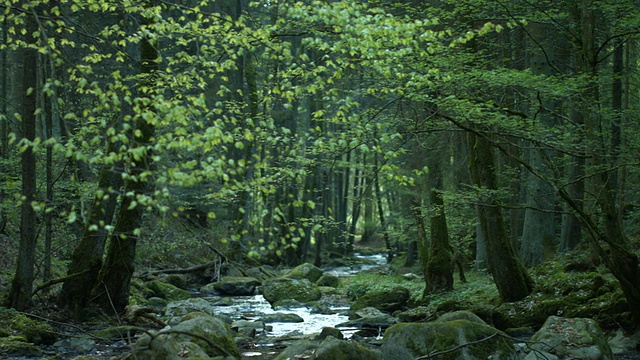 PAN小溪在春天的森林(4K/UHD to HD)视频素材