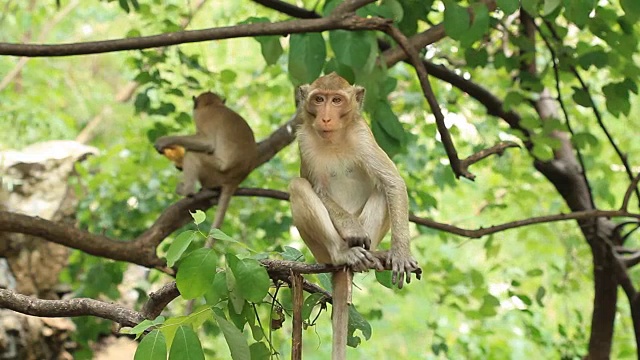 monkey sitting on the branch视频素材