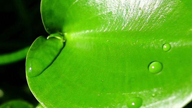 超慢动作，1000 FPS:水滴在绿叶上视频素材