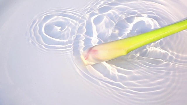柠檬草在水中飞溅视频素材