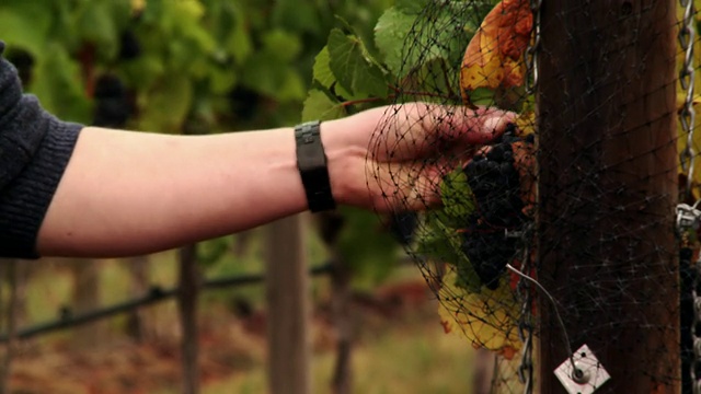 葡萄生长在葡萄园里的一串葡萄视频素材
