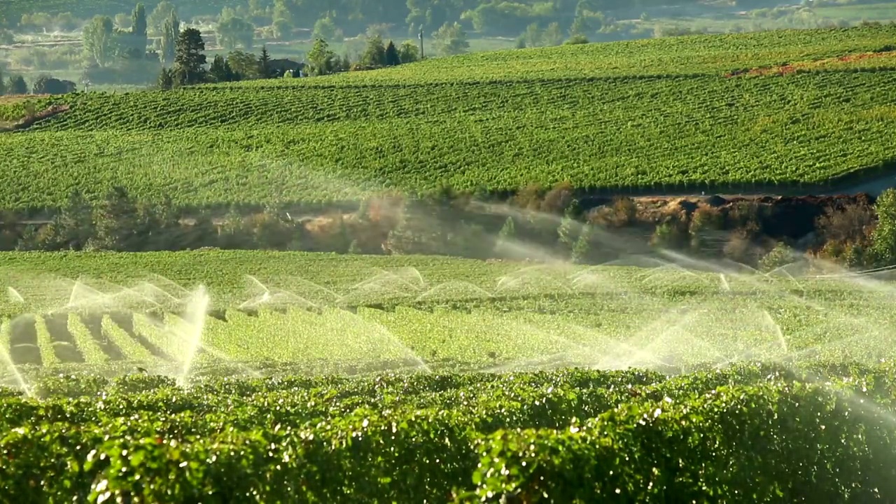 奥肯那根葡萄园的农业灌溉喷灌机视频素材