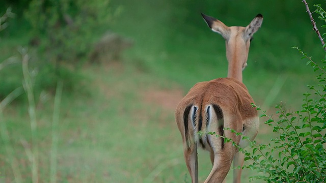 MS拍摄的黑斑羚，走出画框/兰尼斯堡，豪登省，南非视频下载