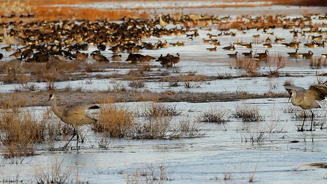 大沙丘鹤在日出时聚集在池塘里，加拿大鹅在后面/美国科罗拉多州的蒙特维斯塔视频素材