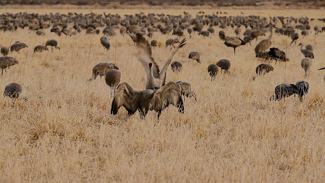 美国科罗拉多州蒙特维斯塔，大沙丘鹤试图在觅食地交配视频素材