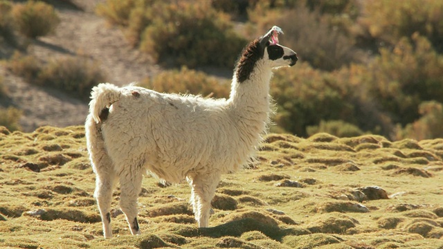 在安第斯山脉的高原上，Lama Glama站在草地上放牧，智利北部大草原的San Pedro de Atacama视频素材