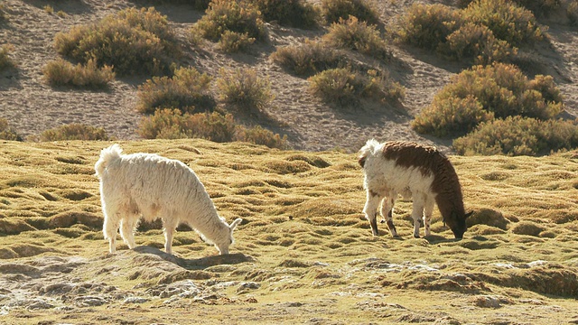图为两只美洲驼，在安第斯山脉的高原上放牧的Lama Glama /圣佩德罗德阿塔卡马，北格兰德，智利视频素材