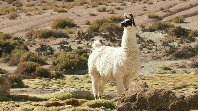 驼女士拍摄大羊驼，在安第斯山脉的阿尔蒂普拉诺高原/圣佩德罗德阿塔卡马，北格兰德，智利视频素材