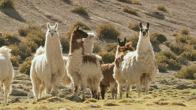 女士拍摄大羊驼，在安第斯山脉的阿尔蒂普拉诺高原/圣佩德罗德阿塔卡马，北格兰德，智利视频素材