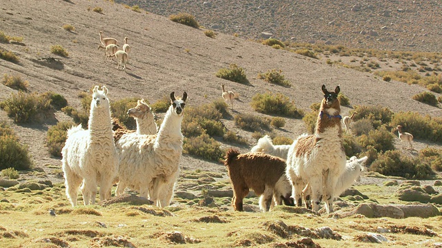 智利北格兰德的阿拉马/圣佩德罗德阿塔卡马安第斯山脉的阿尔蒂普拉诺普纳草原的MS拍摄视频素材