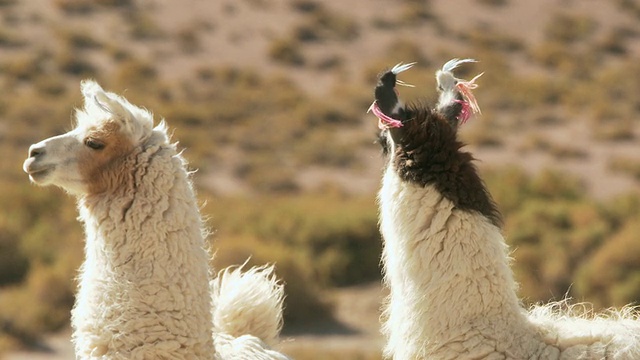 智利北得格兰德，安第斯山脉的Puna grassland上的大羊驼女士视频素材