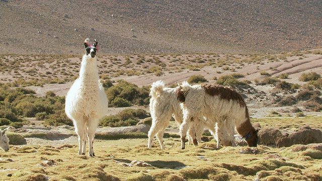 MS拍摄于安第斯山脉的Altiplano Puna草原/圣佩德罗德阿塔卡马，大羚，智利视频素材