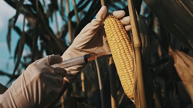 科学家对玉米进行了基因改造视频下载