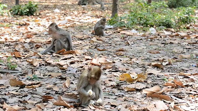 平移运动，野外猴子的生活视频素材