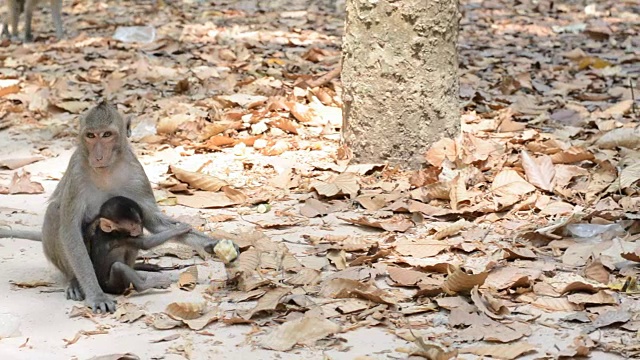 平移运动，野外猴子的生活视频素材