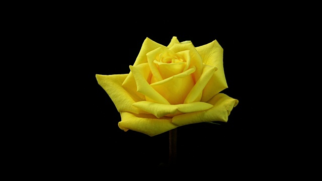 盛开的黄玫瑰4K视频购买