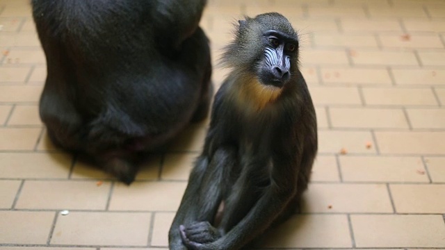 猴子坐在动物园里视频素材