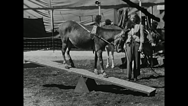 1936年家庭电影-马和小马作为马戏团演员视频素材