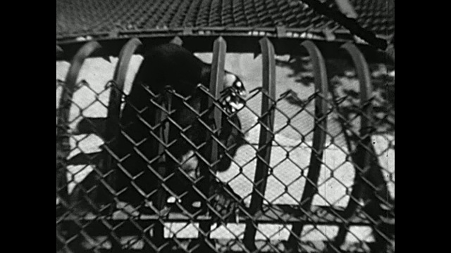 1936年的今天，小熊在玩耍/打架视频素材