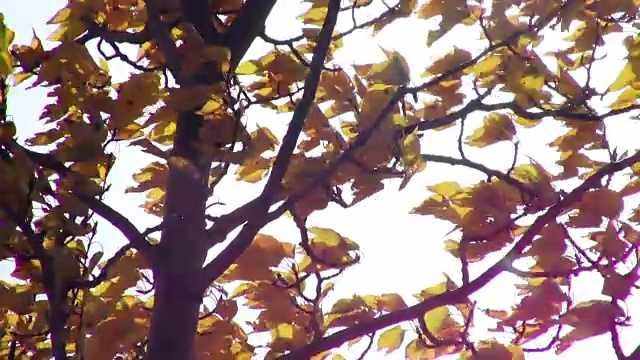 金色的树叶在风中吹着，背景是蓝色的。视频素材