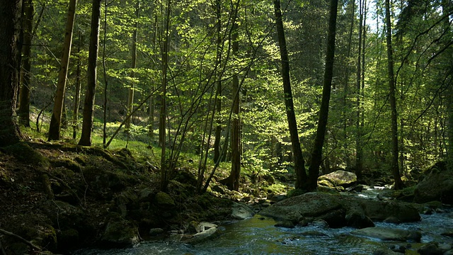 阳光明媚的春天森林中的PAN Creek (4K/UHD to HD)视频素材