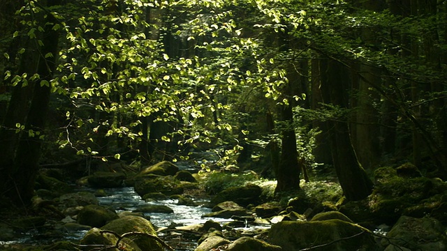 阳光明媚的春天森林中的PAN Creek (4K/UHD to HD)视频素材