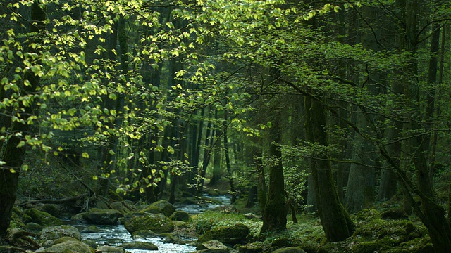 绿色春林与溪流(4K/UHD转HD)视频素材