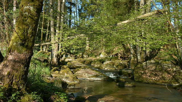 早春的天然林溪(4K/超高清到高清)视频素材