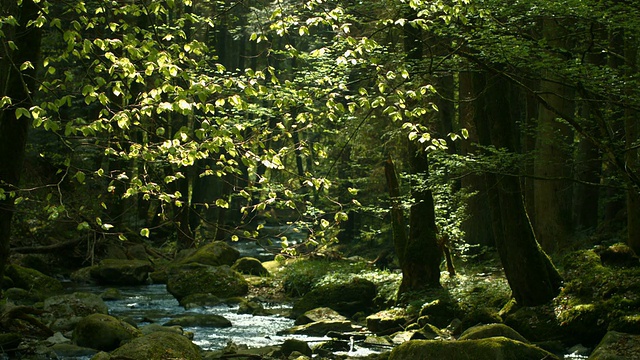 晶莹小溪的春天森林(4K/超高清到高清)视频素材