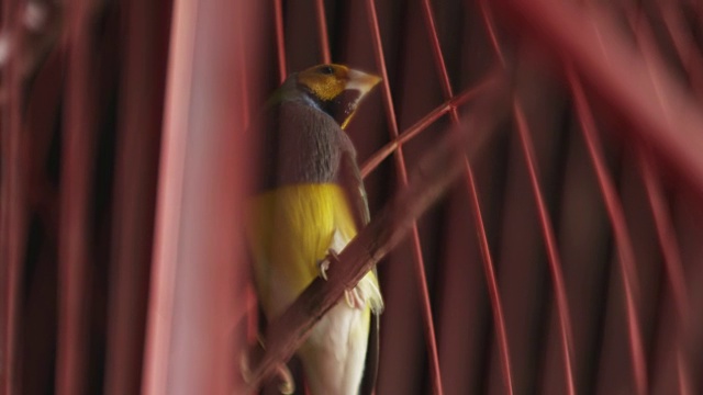 笼中的热带鸟视频素材