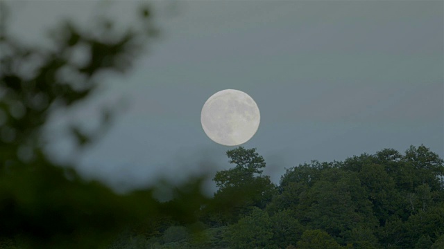 日落时，满月从森林后面升起视频下载