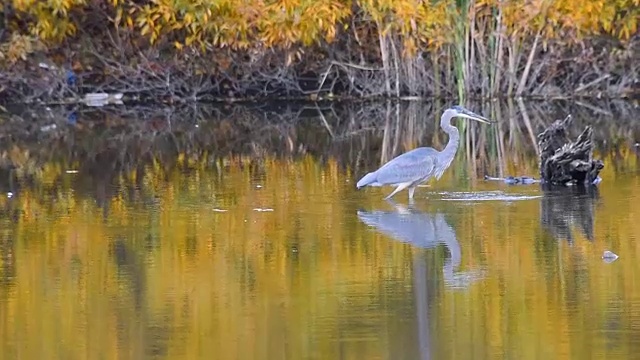加拿大池塘里的大蓝鹭视频下载