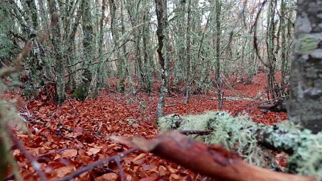 秋天长满树叶和地衣的山毛榉林视频素材