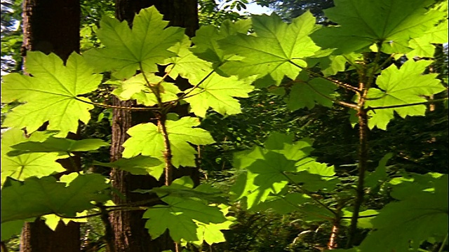 在森林/华盛顿，阳光在微风中轻微地吹拂着植物的绿叶视频下载