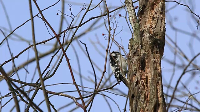 雄性毛茸茸的啄木鸟在光秃秃的树上寻找温暖。视频素材