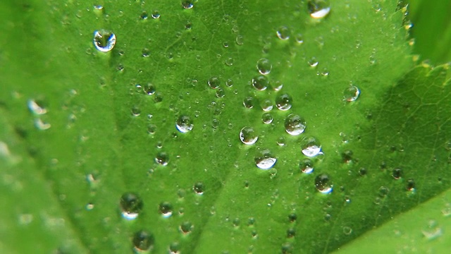 雨水对植物视频下载