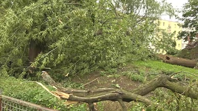 公园里倒下的树视频素材