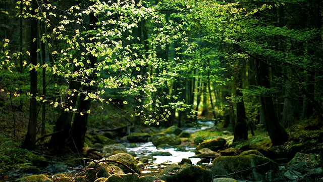 森林溪流上的阳光树叶(4K/UHD转HD)视频素材