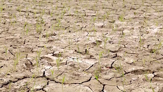 水田，旱地，旱地，天气炎热视频素材