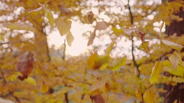 慢镜头:秋叶飘落视频素材