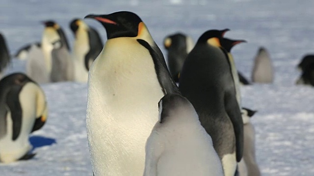 帝企鹅(Aptenodytes fosteri)的成年企鹅和幼企鹅在企鹅群中走得很近视频素材