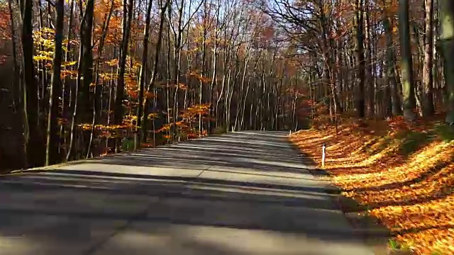 秋天穿过森林的路视频素材