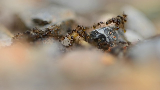 宏观的蚂蚁视频素材