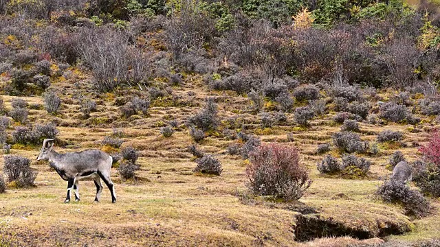 好奇的野山羊，亚丁，中国四川视频下载