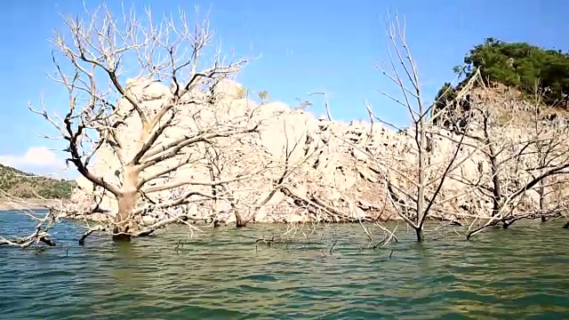 脏树上的湖视频下载