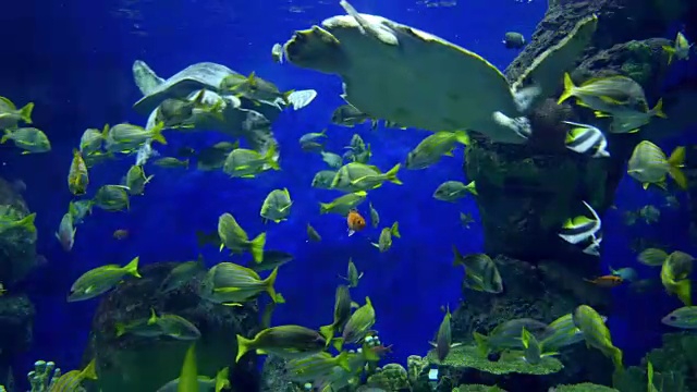 两段4K版的海龟视频视频下载
